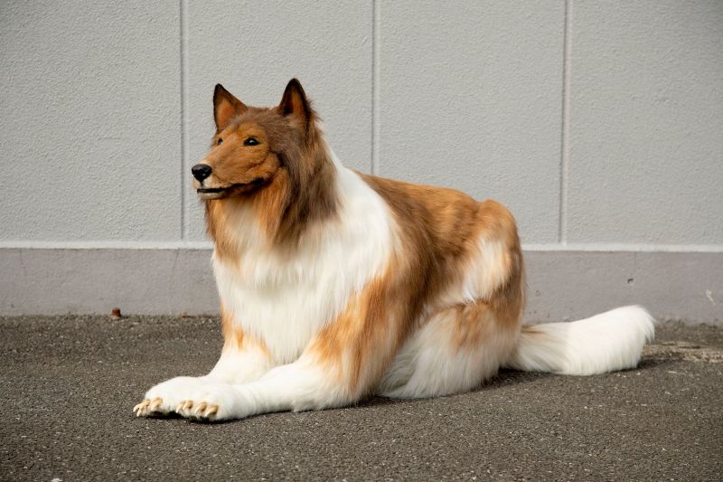bộ đồ hóa trang cho collie 2 bộ đồ hóa trang cho collie 2